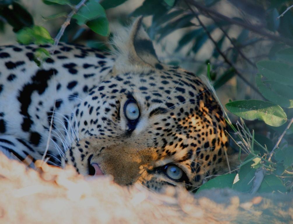 Kambaku Safari Lodge Тімбаваті-Ґейм-Резерв Екстер'єр фото